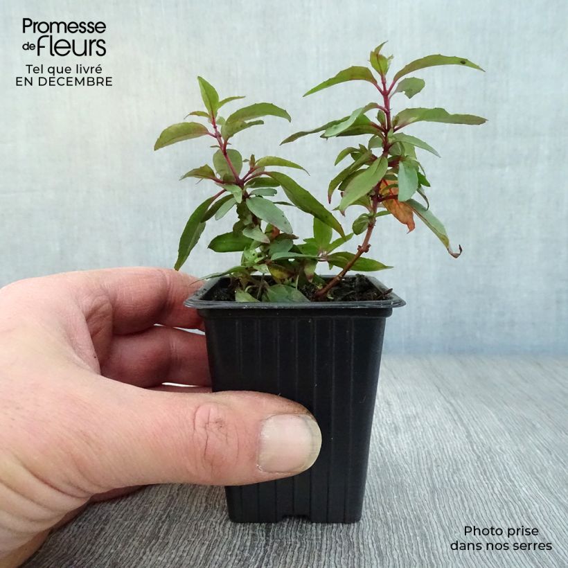 Spécimen de Fuchsia regia Reitzii - Fuchsia royal Godet de 7/8 cm tel que livré en hiver