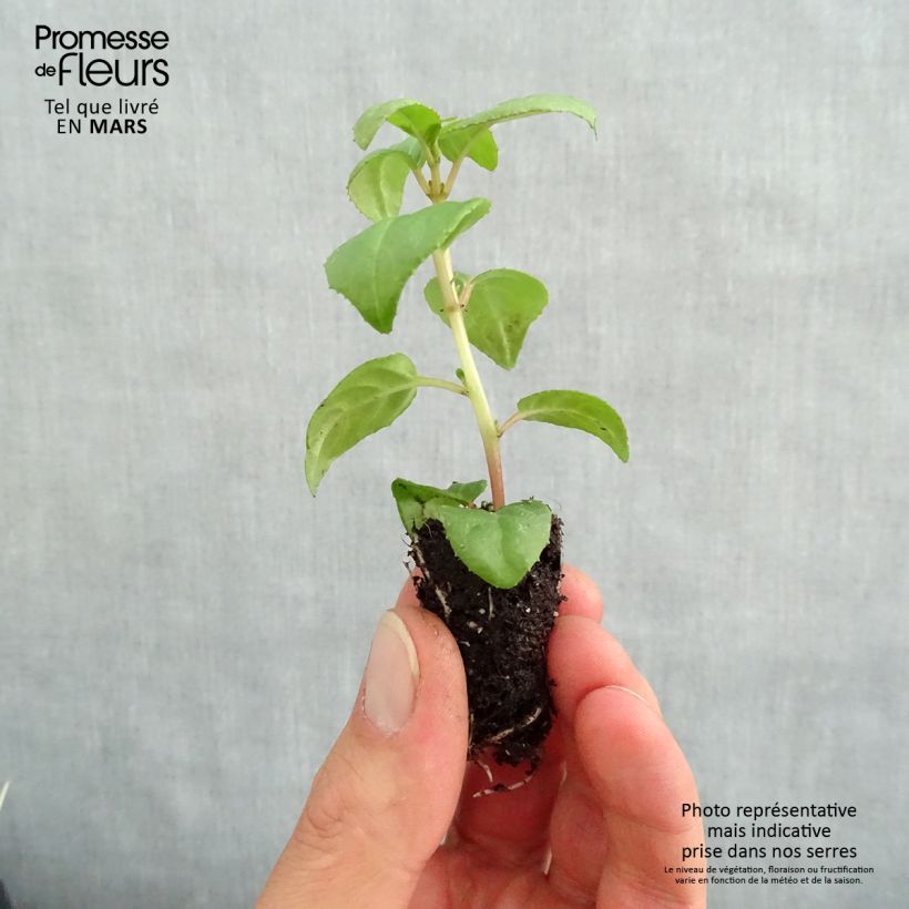 Spécimen de Fuchsia retombant Sir Matt Busby Mini-motte Ø 1,5/2,5 cm, Plant vert de 5 à 10 cm de haut tel que livré au printemps