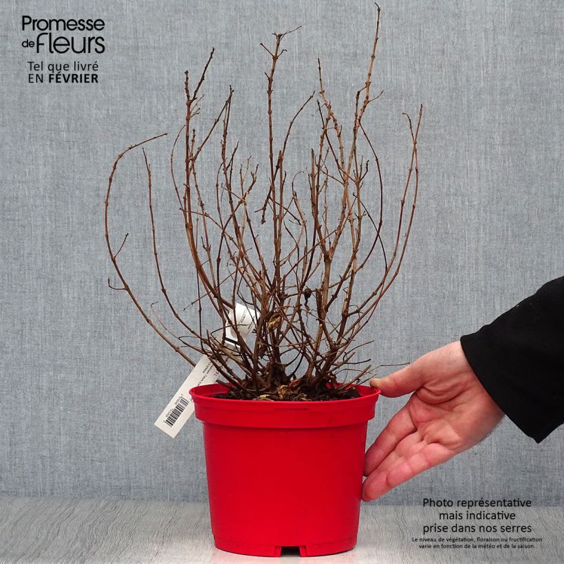 Spécimen de Fuchsia rustique Alice Hoffman Pot de 2L/3L tel que livré en hiver