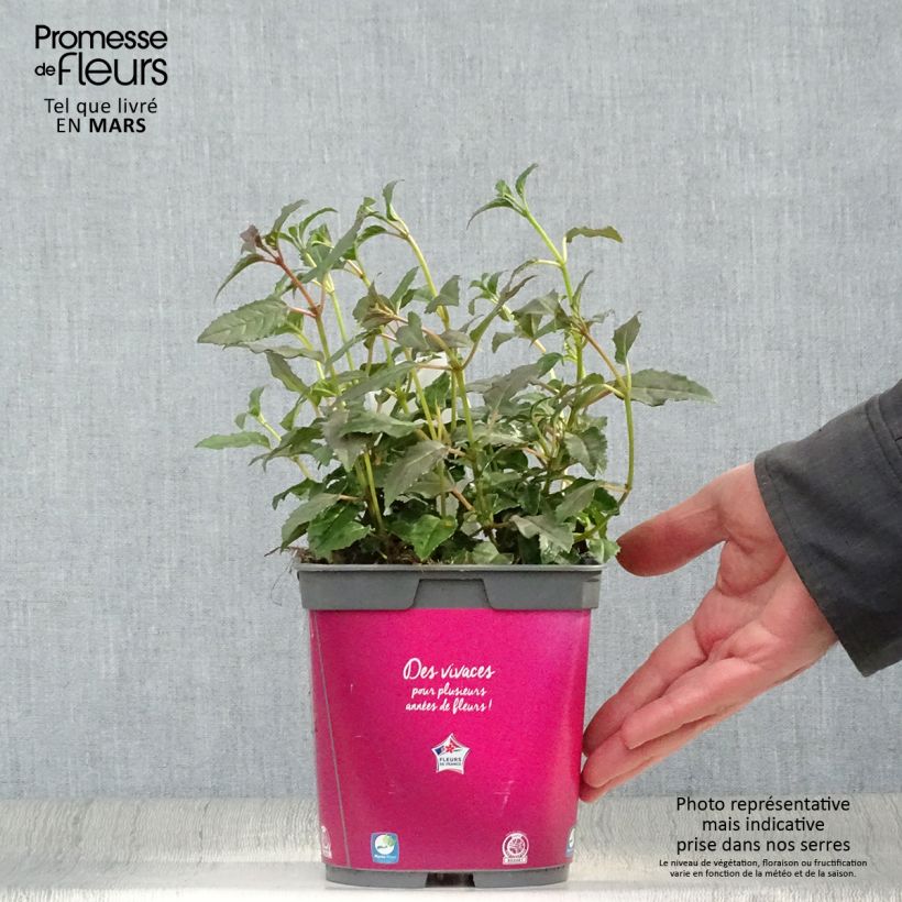 Spécimen de Fuchsia rustique Alice Hoffman Pot de 2L/3L tel que livré au printemps