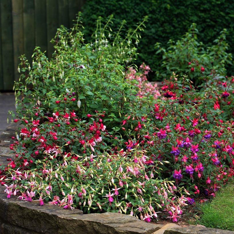 Fuchsia rustique Alice Hoffman (Port)