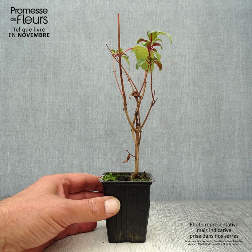 Spécimen de Fuchsia rustique Blue Sarah Godet de 7/8 cm tel que livré en automne