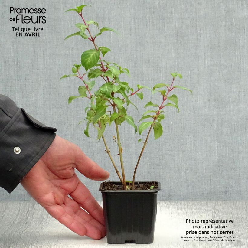 Spécimen de Fuchsia rustique Blue Sarah Godet de 7/8 cm tel que livré au printemps