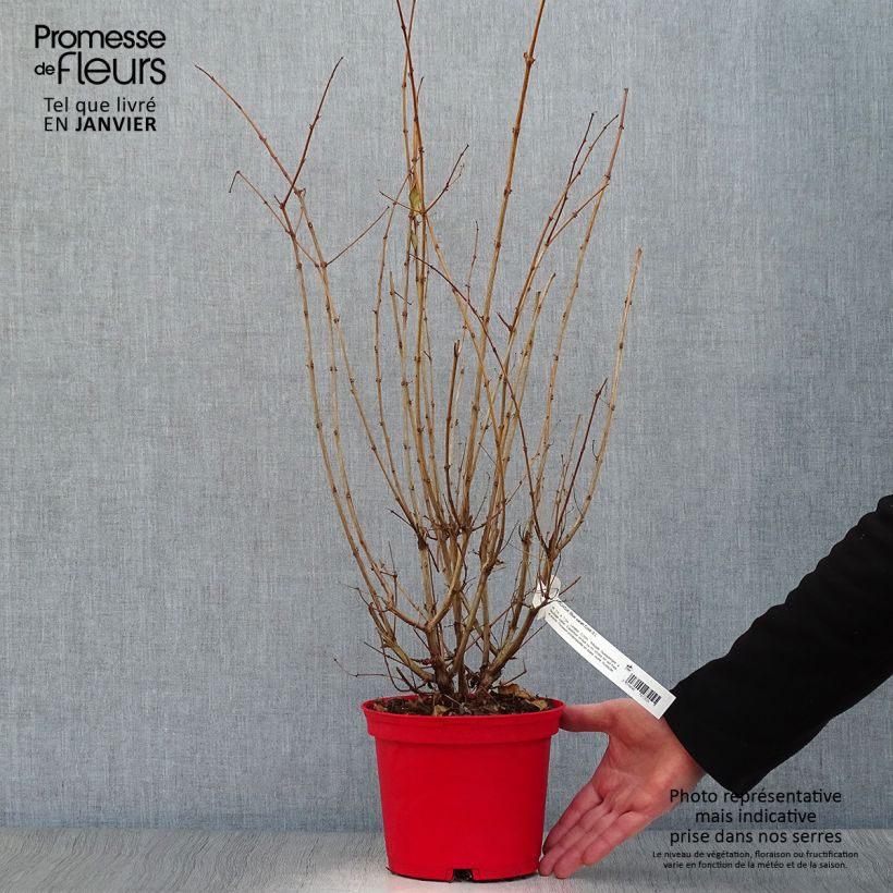 Spécimen de Fuchsia rustique Blue Sarah Pot de 2L/3L tel que livré en hiver