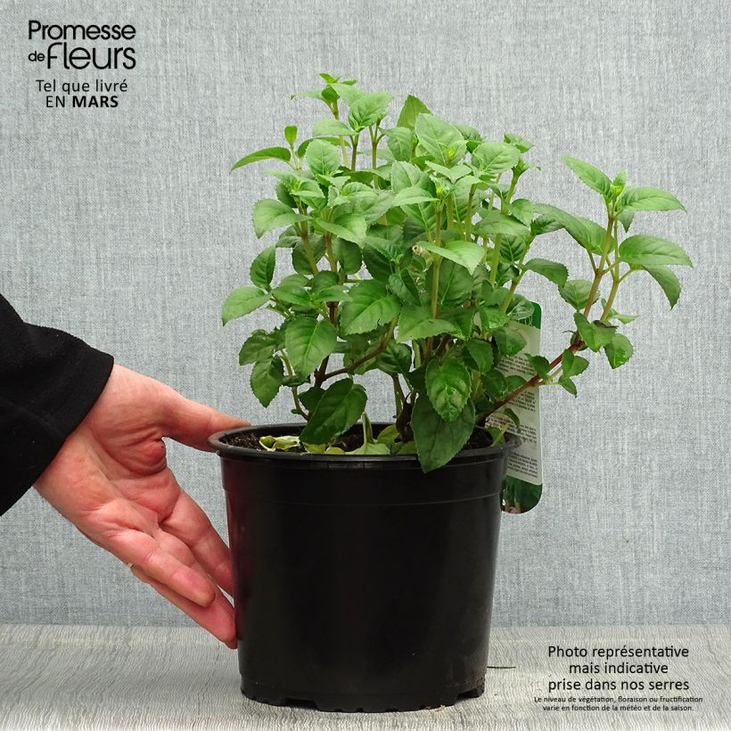 Spécimen de Fuchsia rustique Constance Pot de 2L/3L tel que livré au printemps