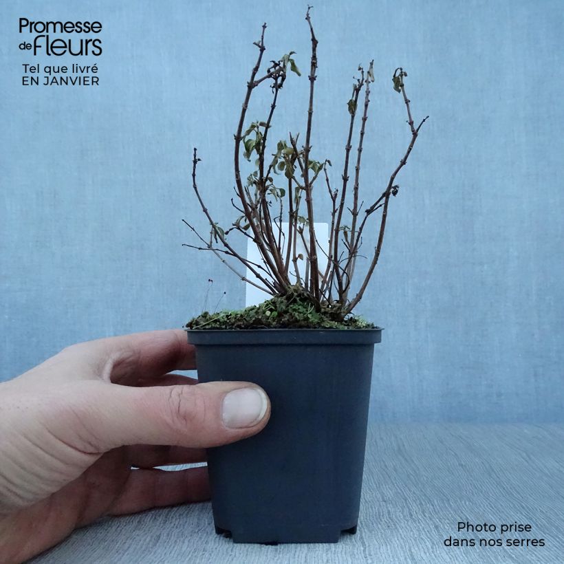 Spécimen de Fuchsia rustique Lady Thumb Godet de 8/9 cm tel que livré en hiver