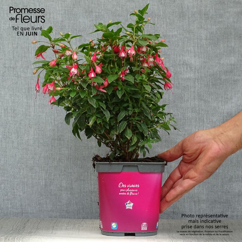 Spécimen de Fuchsia rustique Lady Thumb Pot de 2L/3L tel que livré en été