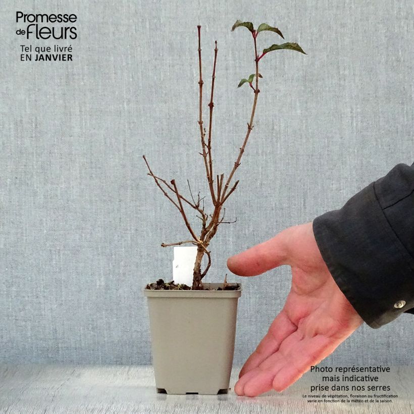 Spécimen de Fuchsia rustique Mme Cornelissen Godet de 7/8 cm tel que livré en hiver