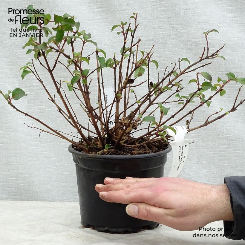 Spécimen de Fuchsia rustique Mrs Popple Pot de 2L/3L tel que livré en hiver
