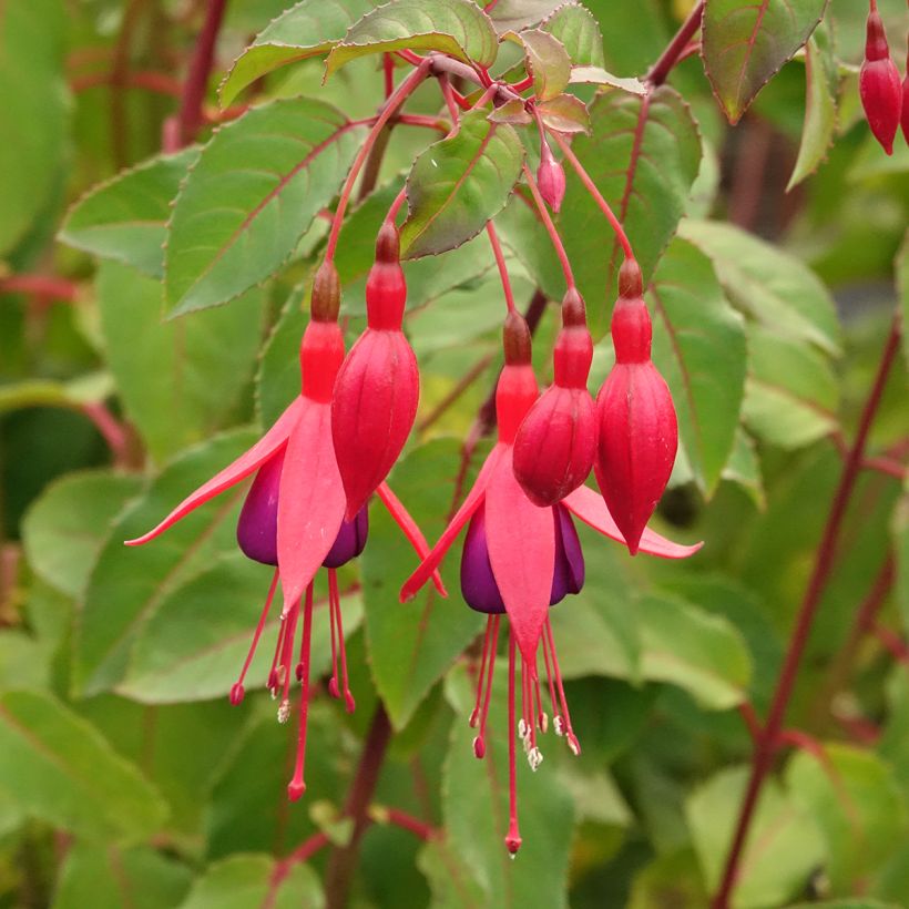 Fuchsia rustique Mrs Popple (Floraison)