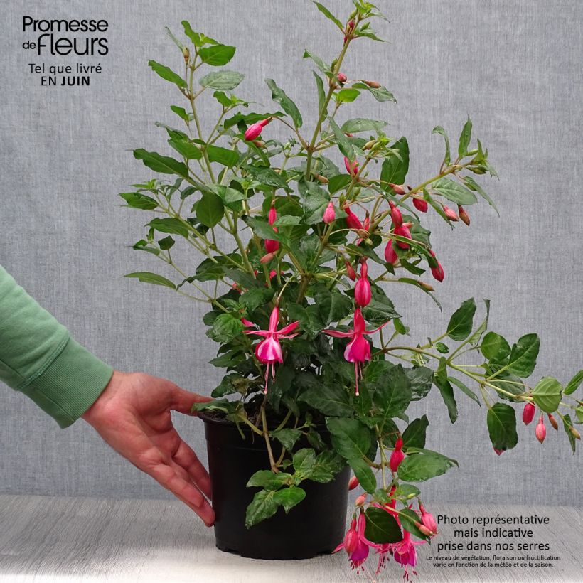 Spécimen de Fuchsia rustique Shrimp Cocktail Pot de 2L/3L tel que livré en été