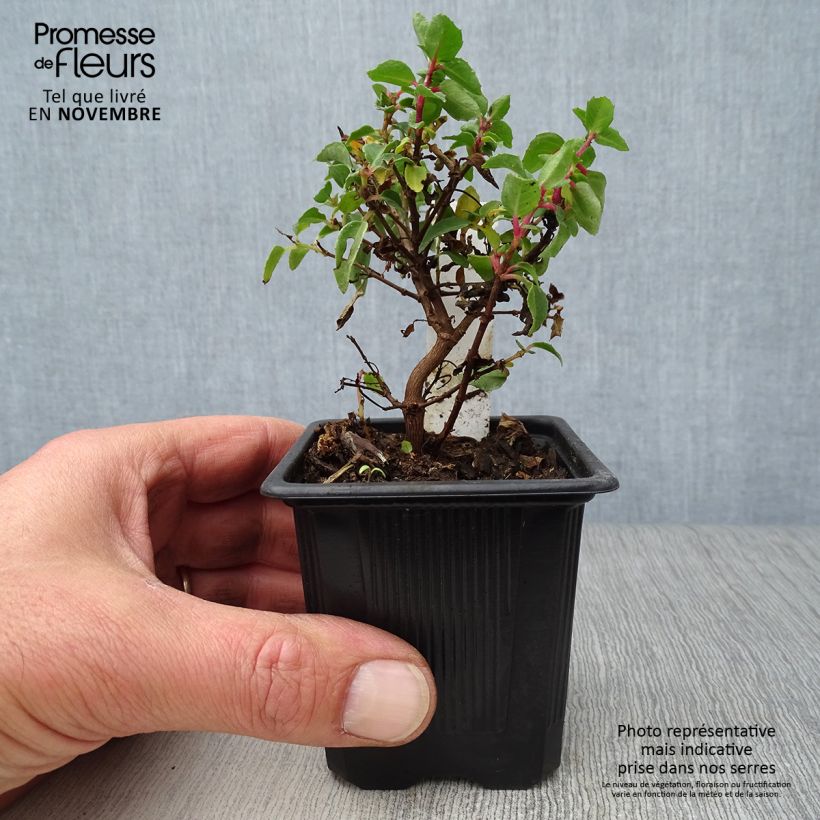 Spécimen de Fuchsia rustique Tom Thumb (Tom Pouce) Godet de 8/9 cm tel que livré en automne