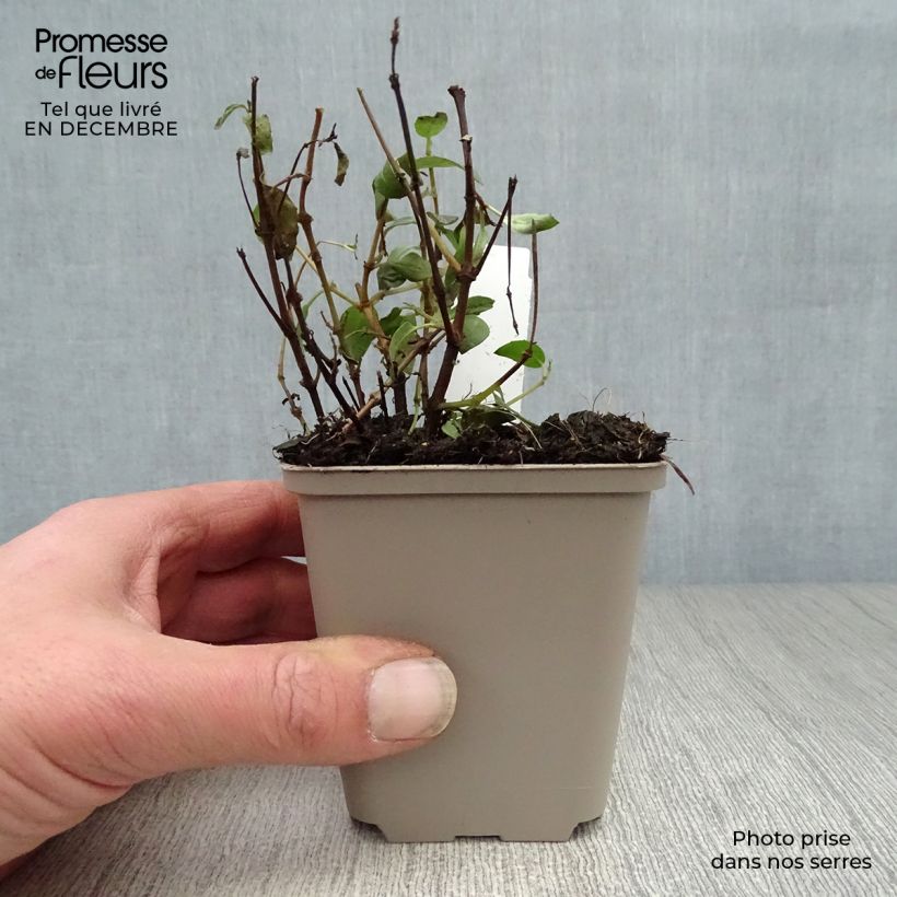 Spécimen de Fuchsia rustique Tom Thumb (Tom Pouce) Godet de 8/9 cm tel que livré en hiver
