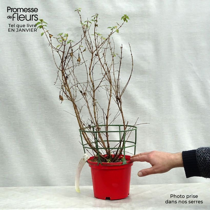 Spécimen de Fuchsia rustique Tom Thumb (Tom Pouce) Pot de 2L/3L tel que livré en hiver