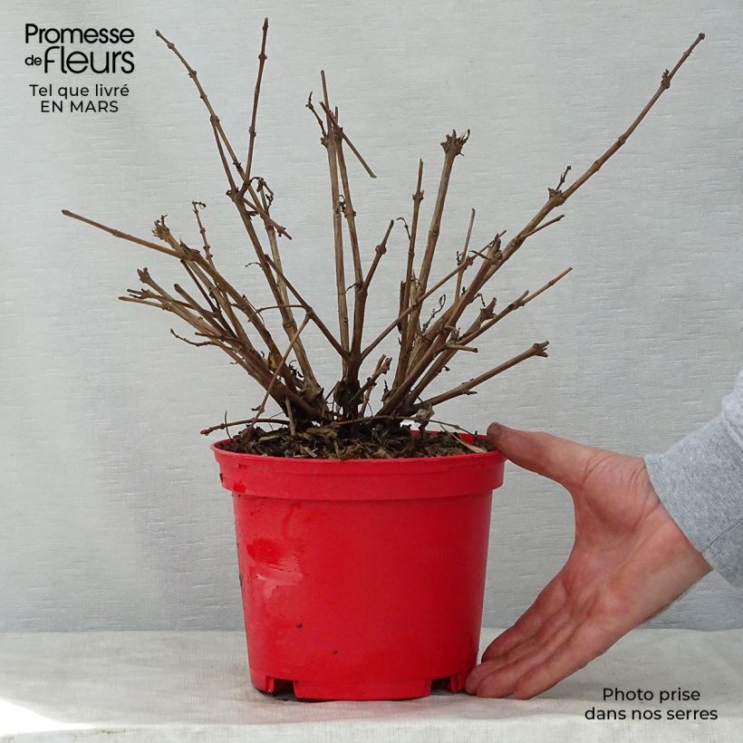 Spécimen de Fuchsia rustique Tom West Pot de 2L/3L tel que livré au printemps