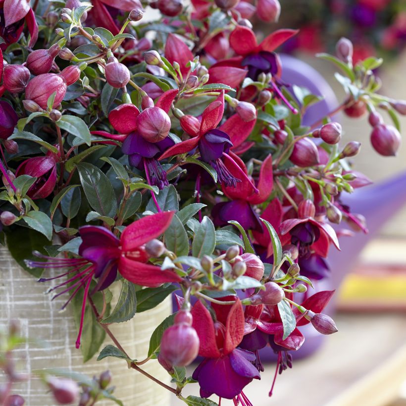 Fuchsia Bella Soila (Floraison)