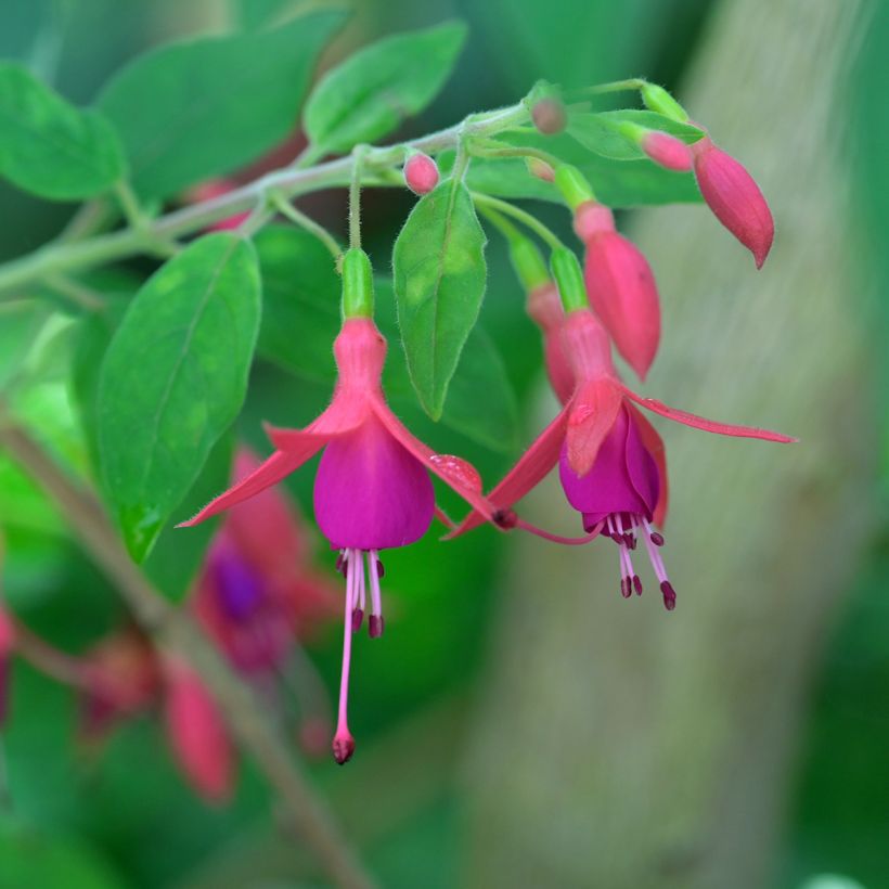 Fuchsia alpestris Grimpant (Floraison)