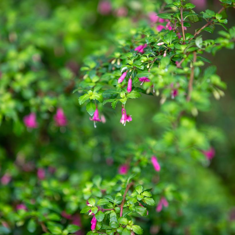 Fuchsia microphylla ssp. microphylla (Feuillage)