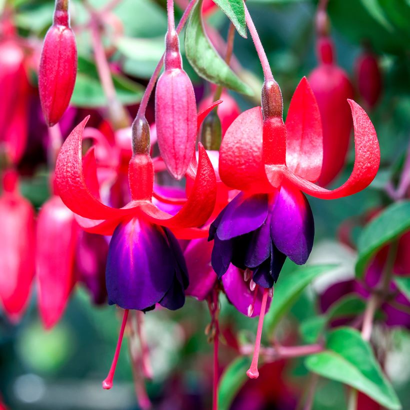 Fuchsia rustique Charming (Floraison)