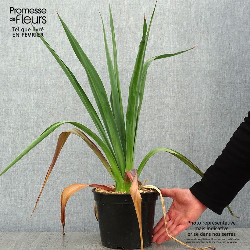 Spécimen de Furcraea bedinghausii Pot de 3L/4L tel que livré en hiver