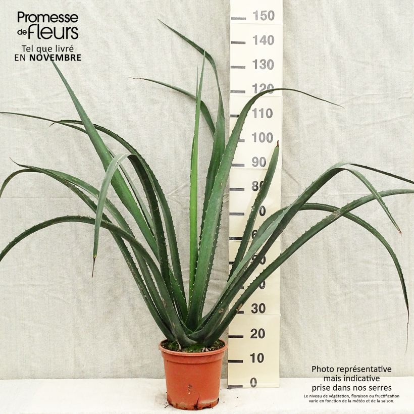 Spécimen de Furcraea macdougallii Pot de 7,5L/10L tel que livré en automne