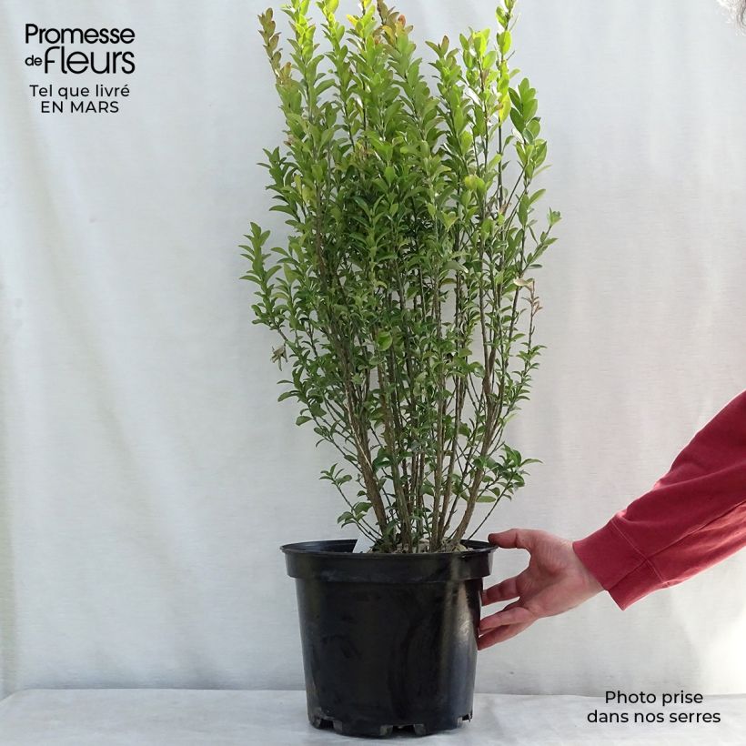 Spécimen de Euonymus japonicus Benkomasaki (Erecta) Pot de 7,5L/10L tel que livré au printemps