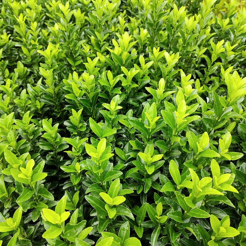 Fusain du Japon - Euonymus japonicus Green Spire (Feuillage)