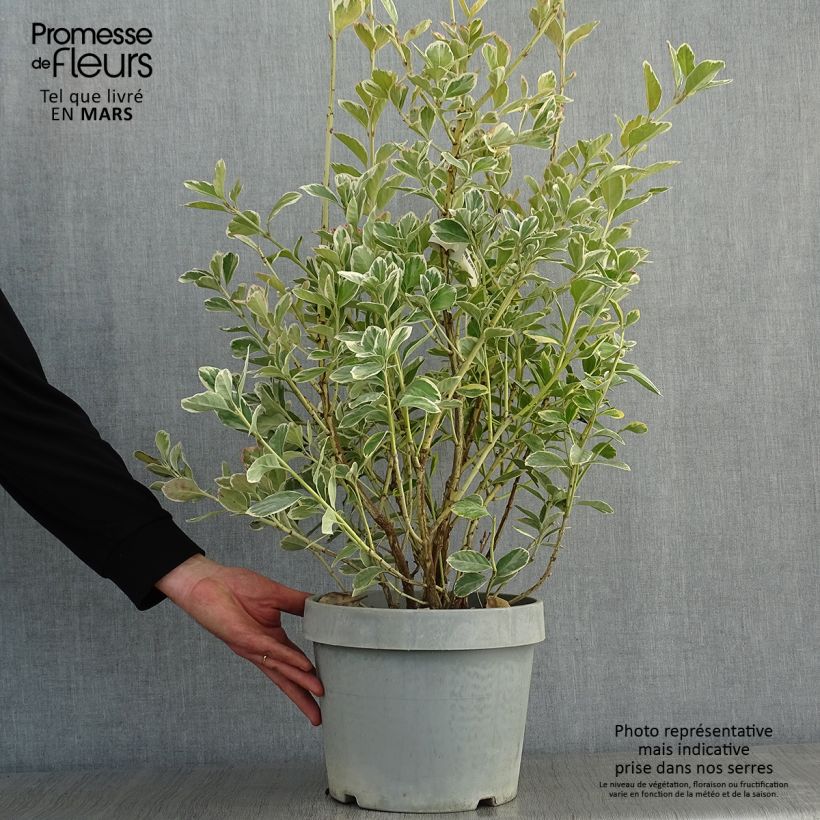 Spécimen de Fusain du Japon - Euonymus japonicus Silver King Pot de 7,5L/10L tel que livré en hiver