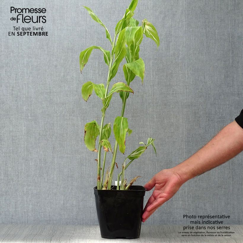 Spécimen de Gingembre japonais - Zingiber mioga Dancing Crane Pot de 3L/4L tel que livré en automne