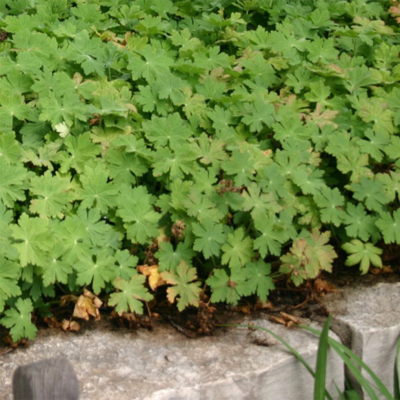 Géranium vivace macrorrhizum Bevan s Variety (Port)