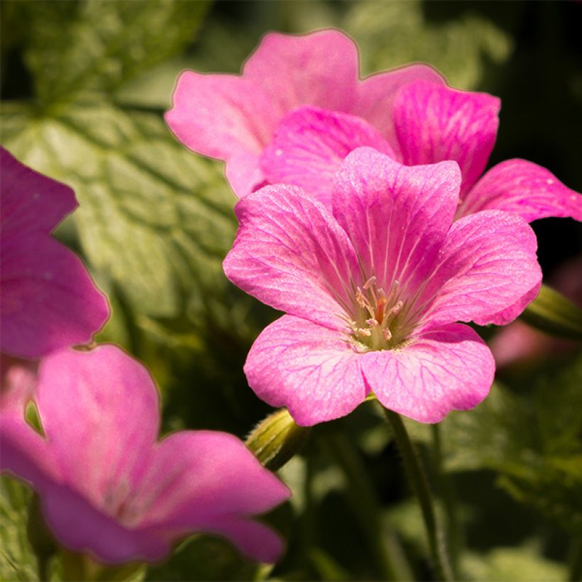 Géranium vivace endressii Beholder's Eye (Floraison)