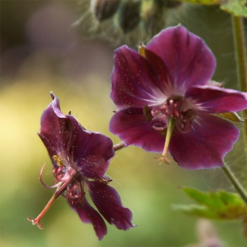 Géranium vivace phaeum Samobor (Floraison)
