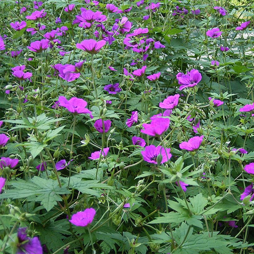 Geranium psilostemon (Floração)