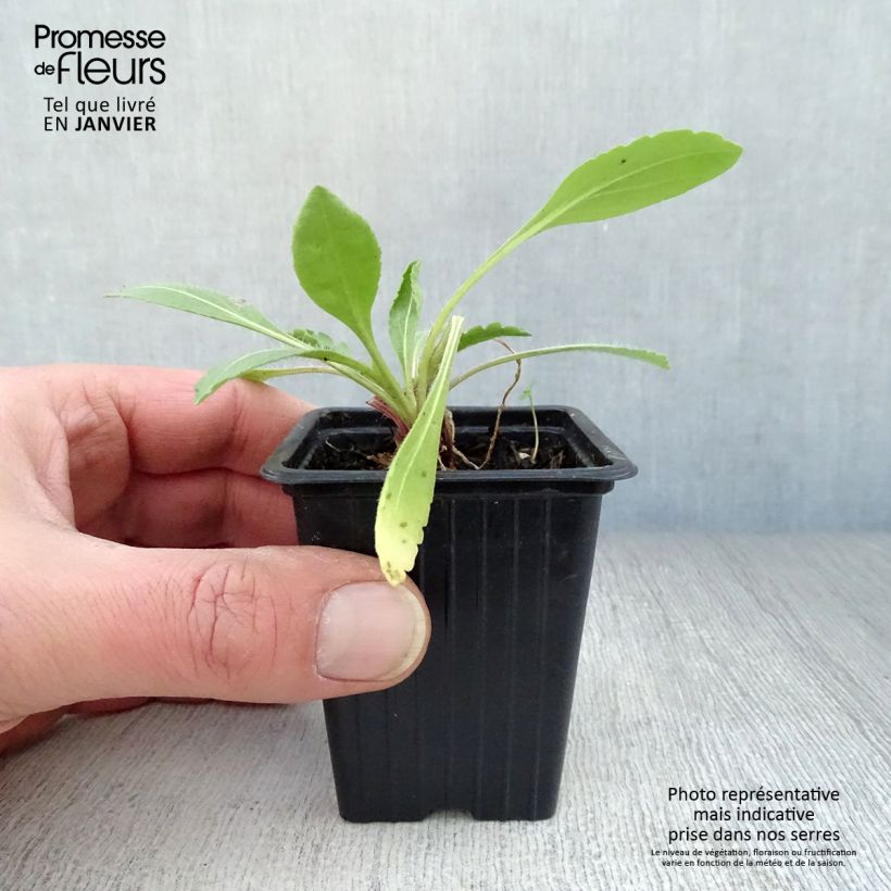 Spécimen de Gaillarde Bourgogne (Burgunder) Godet de 7/8 cm tel que livré en hiver