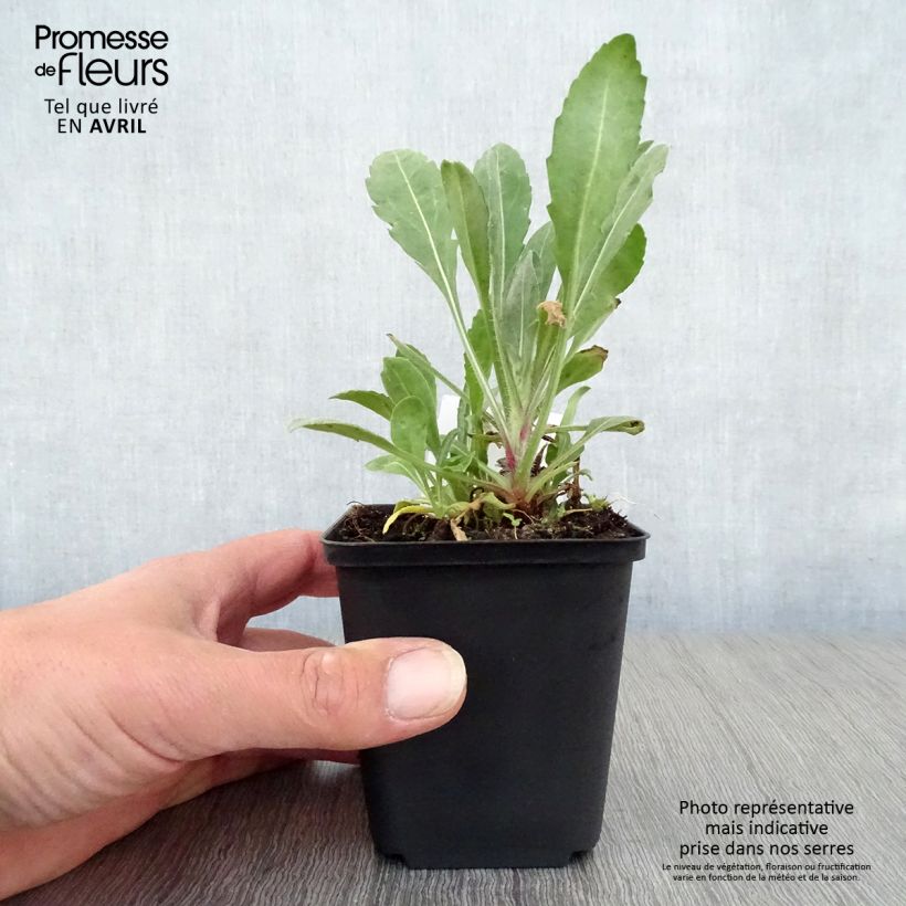 Spécimen de Gaillarde Bourgogne (Burgunder) Godet de 7/8 cm tel que livré au printemps