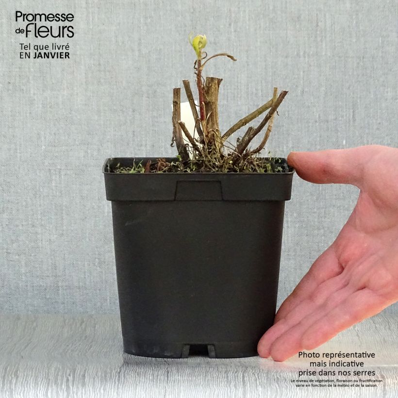 Spécimen de Gaillarde Bourgogne (Burgunder) Pot de 2L/3L tel que livré en hiver