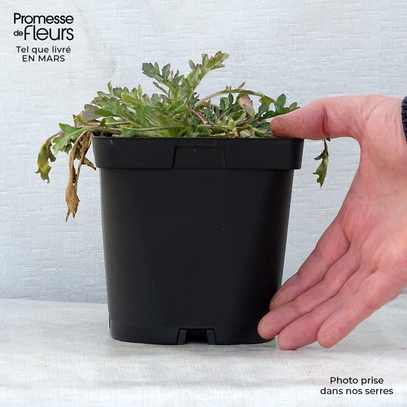 Spécimen de Gaillarde Bourgogne (Burgunder) Pot de 2L/3L tel que livré au printemps