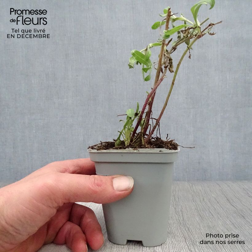 Spécimen de Gaillarde Kobold (Goblin) Godet de 8/9 cm tel que livré en hiver