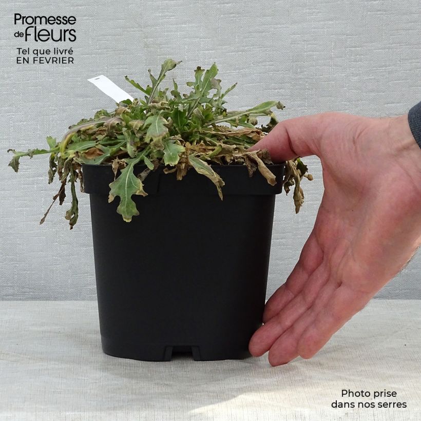 Spécimen de Gaillarde Kobold (Goblin) Pot de 2L/3L tel que livré en hiver