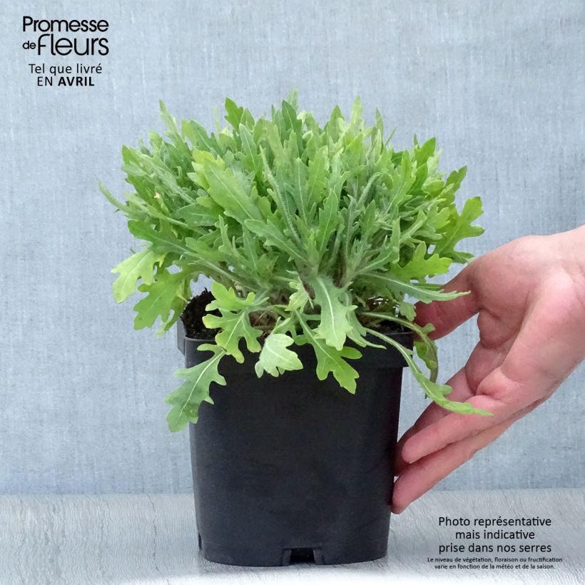 Spécimen de Gaillarde Kobold (Goblin) Pot de 2L/3L tel que livré au printemps