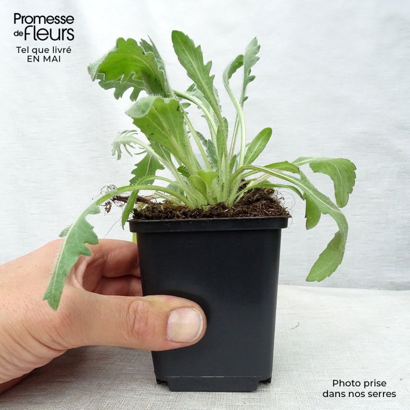 Spécimen de Gaillarde Kobold (Goblin) Godet de 8/9 cm tel que livré au printemps