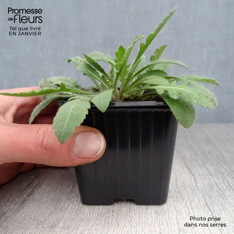 Spécimen de Gaillarde Lutin naine Godet de 7/8 cm tel que livré en hiver