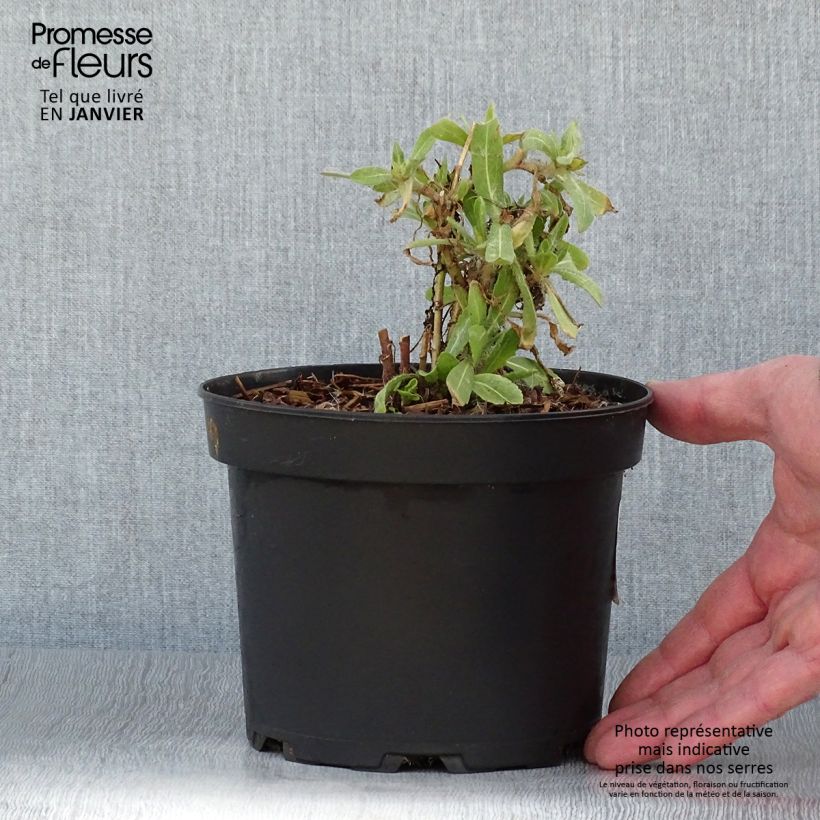 Spécimen de Gaillarde Lutin naine Pot de 2L/3L tel que livré en hiver
