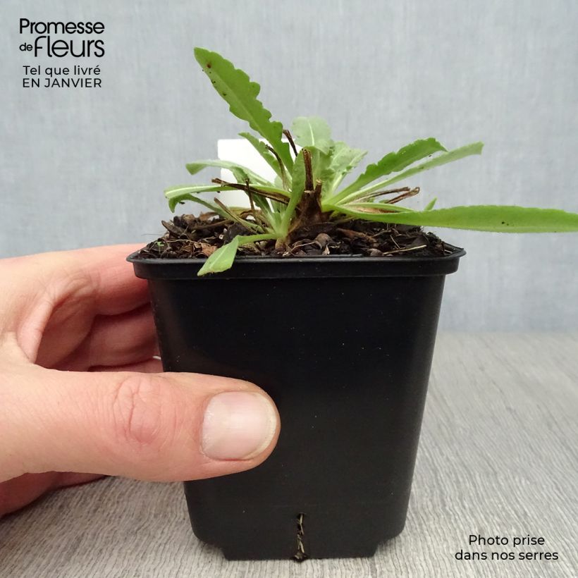 Spécimen de Gaillarde Maxima Aurea (Chloe) Godet de 7/8 cm tel que livré en hiver