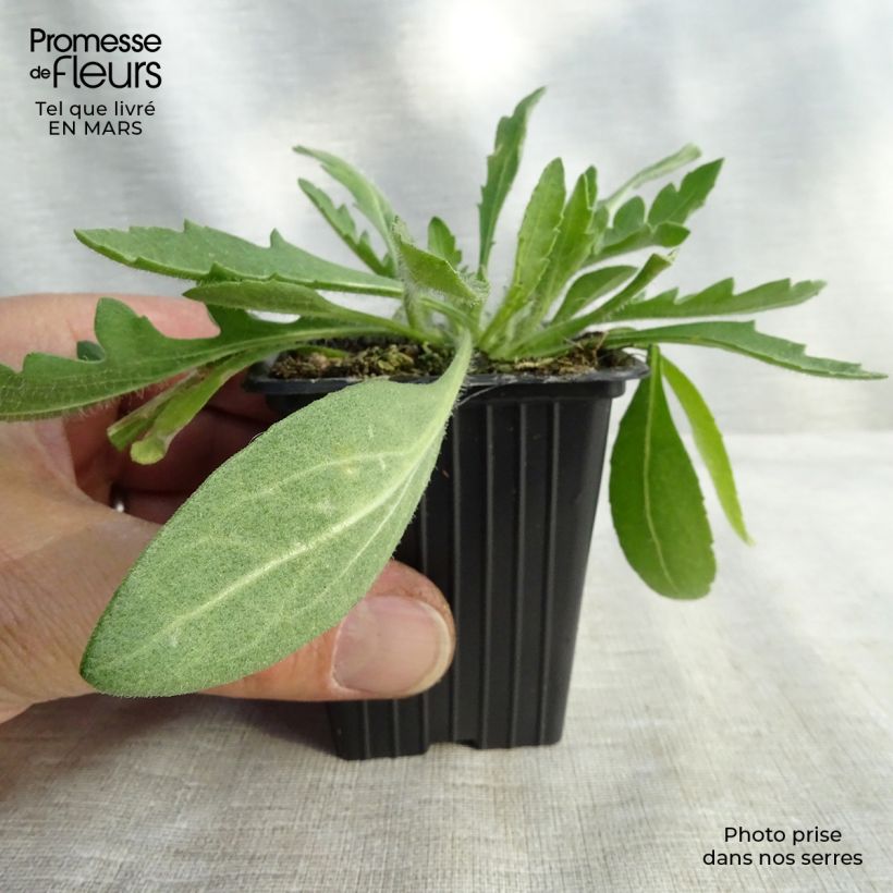 Spécimen de Gaillarde grandiflora Royale Godet de 7/8 cm tel que livré au printemps