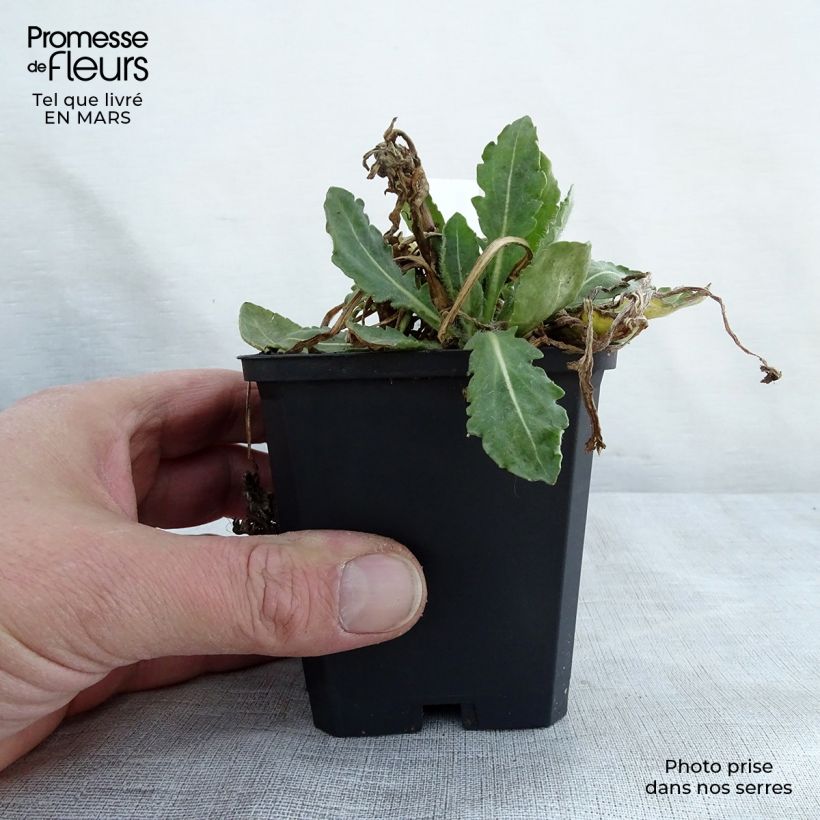 Spécimen de Gaillarde Tokayer Godet de 8/9 cm tel que livré au printemps