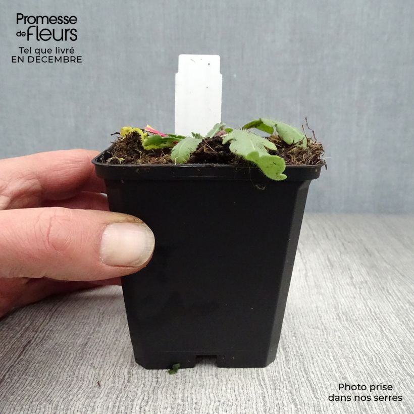 Spécimen de Gaillarde aristata Amber Wheels Godet de 8/9 cm tel que livré en hiver