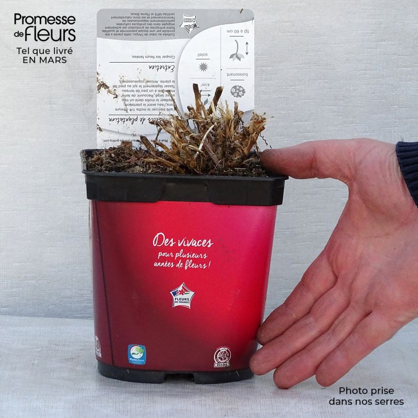 Spécimen de Gaillarde vivace Arizona Red  Pot de 2L/3L tel que livré au printemps