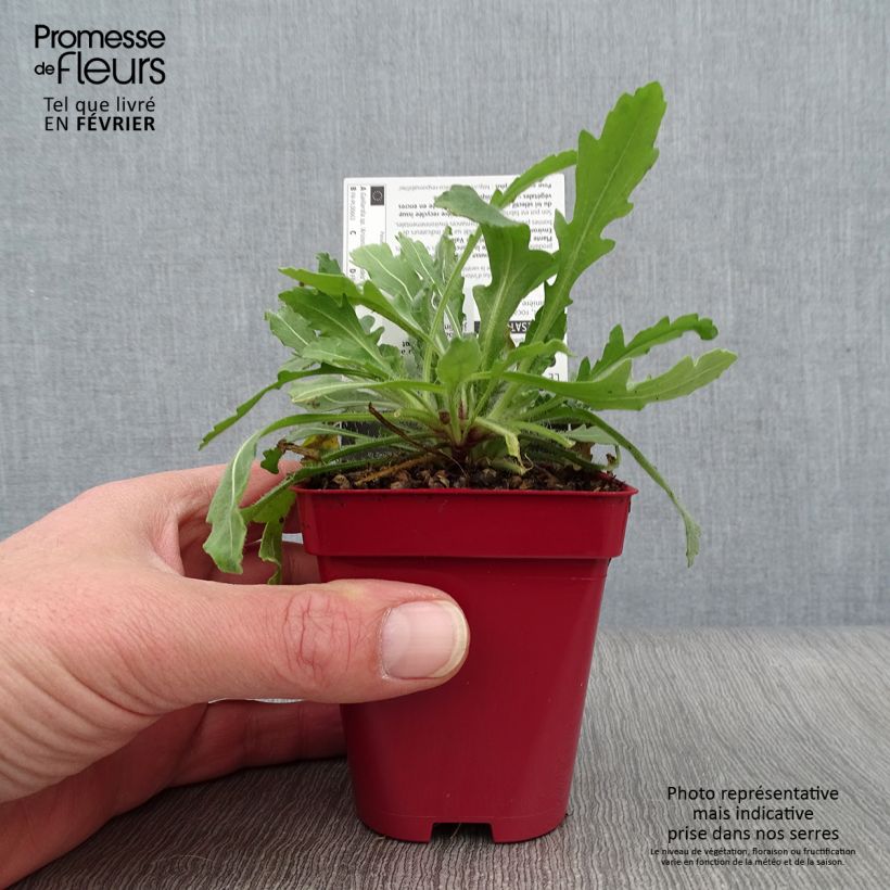 Spécimen de Gaillarde aristata Arizona Red  Godet de 8/9 cm tel que livré en hiver