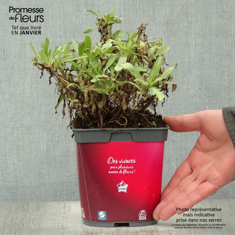 Spécimen de Gaillarde aristata Arizona Red  Pot de 2L/3L tel que livré en hiver